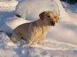 Click here to see picture Ravensbank Tip (Tipi). He is 20 months old on this picture.