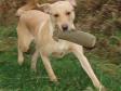 Click here to see picture A bit of training in the middle of the winter season. This is Ravensbank Wagtail (Waggie) stretching out.