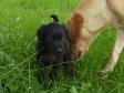 Click the picture to search the gallery for pictures related to 2009-1 (25 pictures) checking up on her puppy, Ravensbank Sir Lancelot. Five weeks old.
