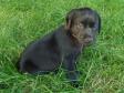 Six weeks old Ravensbank Sir Kay (Tino).....