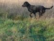 A lovely summer evening on the puppies' six weeks birthday. ....