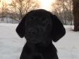 Click here to see picture First picture of Ravensbank Jock (Jock). He is 10 weeks old.