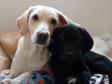 Tidemark Ivy (Ivy) with her dog puppy Ravensbank Jock (Jock) 11 weeks old.