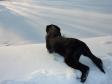 Ravensbank Jock (Jock) snowbathing almost 12 weeks old.