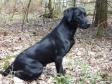 Click here to see picture Ravensbank Sir Kay (Tino) on the day where he passed the aptitude test, 11 months old.