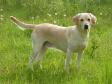 Click here to see picture Tidemark Ivy (Ivy), 6½ years old and indeed still going strong.