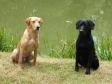 Click here to see picture Two brothers at the age of eight months. To the left it is Ravensbank Shot (Glen) and to the right it is Ravensbank Jock (Jock).