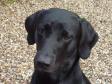 Ravensbank Max (Freddie) from Ivy's second litter, is a good two years old on this picture.