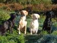 Flokken er samlet en efter�rsmorgen i 2010 med rimfrost og lav sol. Nummer to fra h�jre er overhovedet, Tidemark Ivy (Ivy) og de tre andre er hendes afkom fra tre forskellige kuld. Til venstre for Ivy er det Ravensbank Wagtail (Waggie) og yderst til venstre er det Ravensbank Flo (Flo) og yderst til h�jre er det Ravensbank Jock (Jock).