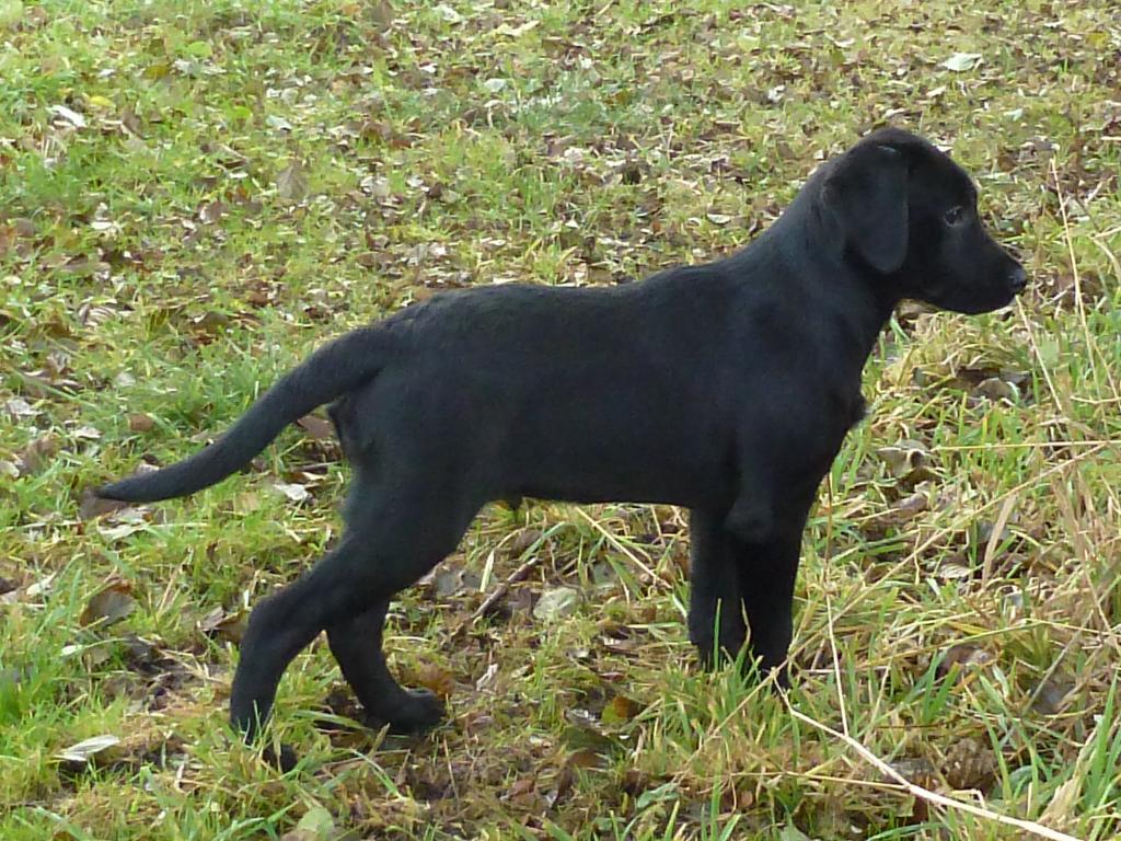 Field trial Labrador Retrievers at Ravensbank