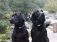 To the left it is Ravensbank Spiffy (Olga) at th age of 10 months, and to th right it is Ravensbank Penny Lane (Penny) at the age of 2� years.