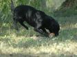 Klik her for at se billede Ravensbank Sir Lancelot (Lance)