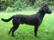 Klik her for at se billede Ravensbank Raven er fra Ivys første kuld (august 2006). Raven føres af Gitte Nini Erichsen. På billedet er han 1 år gammel.