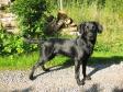 Ravensbank Raven on his second birthday.....