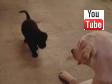 En vigtig del af socialiseringen for de sm� hvalpe sker i milj� med de andre hunde. Her p� videoen er det Ravensbank Robin (Robin) der leger med Flo og Whizzie fra Ivy's andet kuld hvalpe.