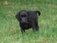 This is Ravensbank Sir Lancelot (Lance) at the age of seven .... This is Ravensbank Sir Lancelot (Lance) at the age of seven ....