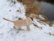 Ravensbank Hazel (Hazel) in the snow barely four months old.