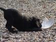 DKBRCH NOJCH 3UM2008 Ravensbank Swift (Swiffer) i en alder af 7 uger. DKBRCH NOJCH 3UM2008 Ravensbank Swift (Swiffer) i en alder af 7 uger.