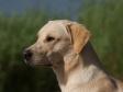 Lovely picture of one year old Ravensbank Tip (Tipi)..... Lovely picture of one year old Ravensbank Tip (Tipi).....