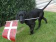 Click here to see picture Ravensbank Scotsman (Scot) just 14 weeks old sends his regards to bigger sister and brothers who did well at this years Young Dogs' Championship.