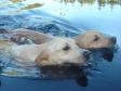Summer in Finland means great swims in the clear water for R.... Summer in Finland means great swims in the clear water for R....